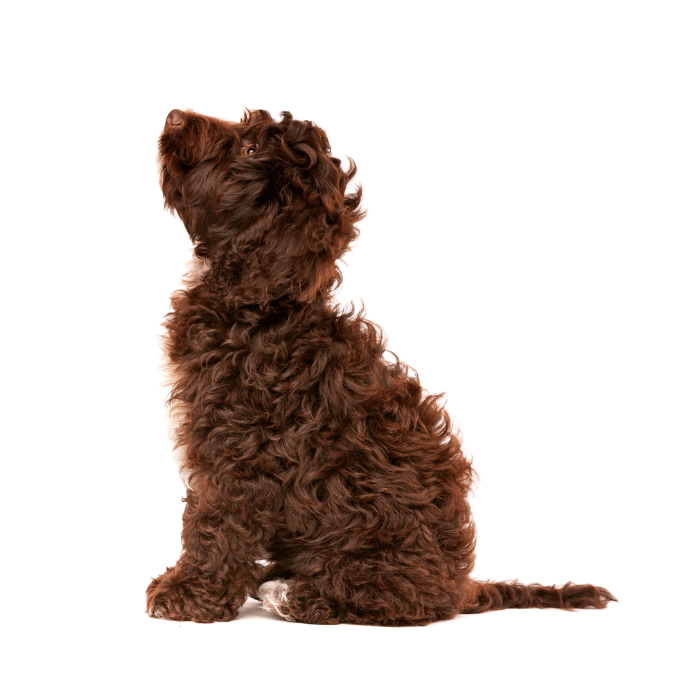 دوره آنلاین گرومینگ سگ در خانه